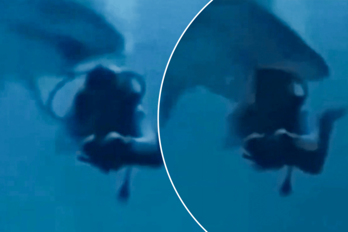 Diver’s head almost eaten by hungry shark (Video)