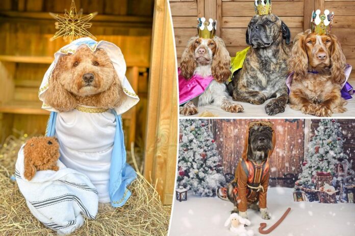 Adorable Nativity display brings smiles — and charity money — with help from dozens of dogs: 'Fun and wholesome'