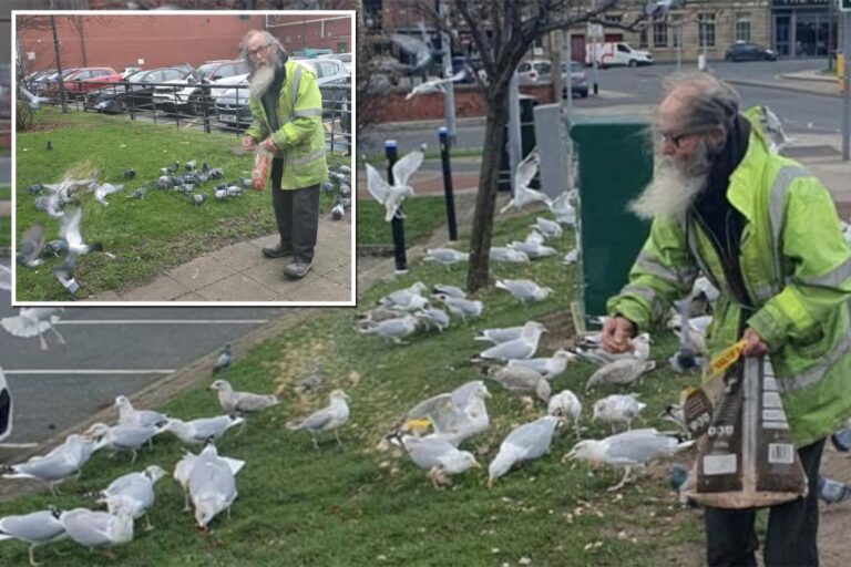 Elderly man appeared in court for refusing to stop feeding birds