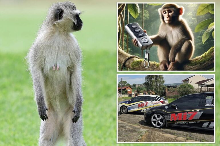 Home panic alarm set off by remote-stealing monkey, security co. says