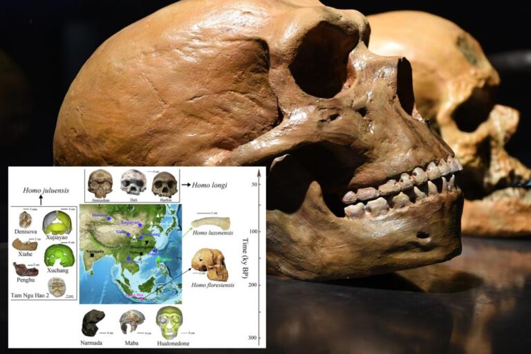 Scientists discover lost 'big head' human species in Asia