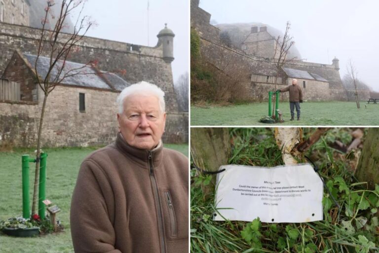 Widower learns memorial tree for late wife will be removed